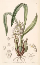 Coelia triptera